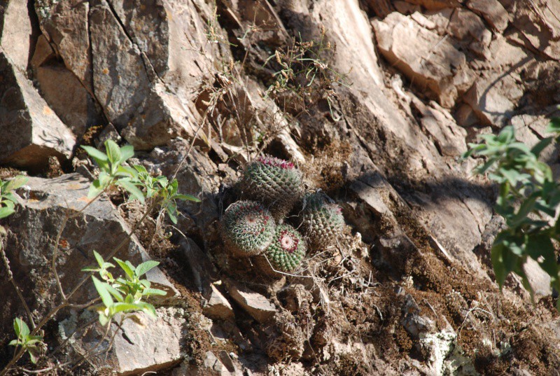 Mammillaria chaletii WH 130a