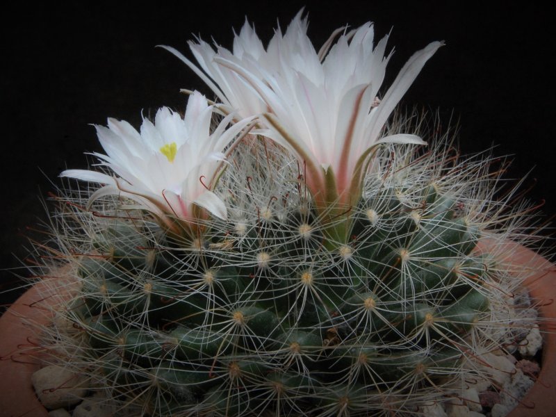 Mammillaria zephyranthoides 