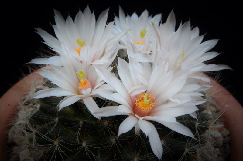 Mammillaria zephyranthoides 