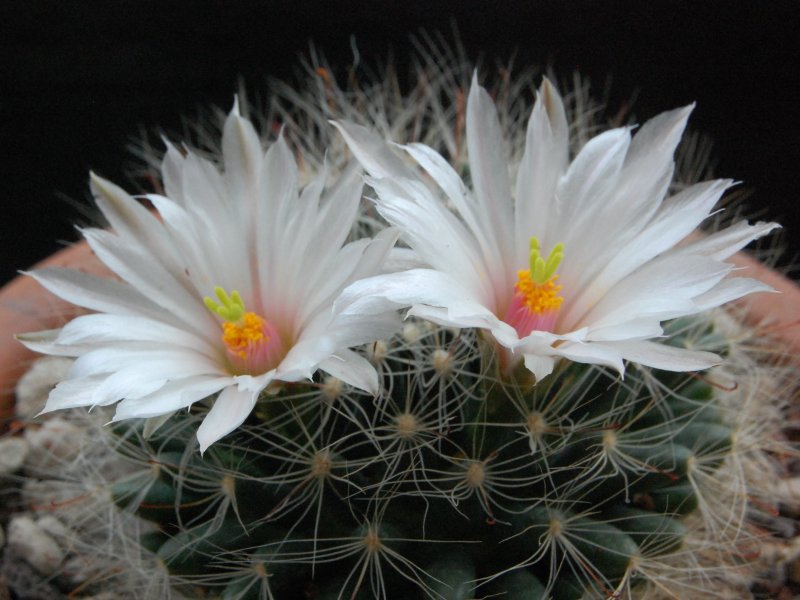 Mammillaria zephyranthoides 