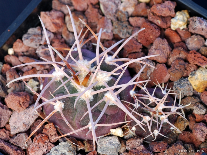 Gymnocalycium hossei 