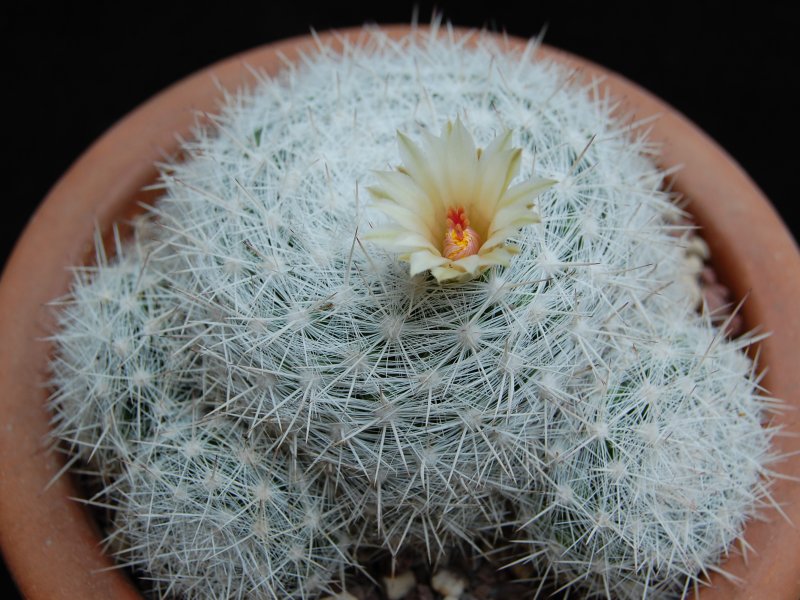 Mammillaria candida ssp. ortizrubiona 