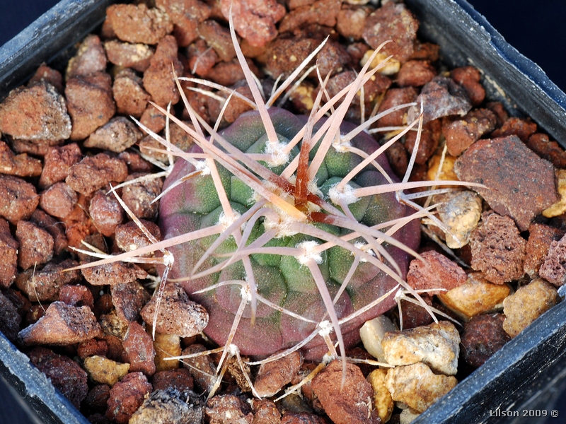 Gymnocalycium guanchinense 