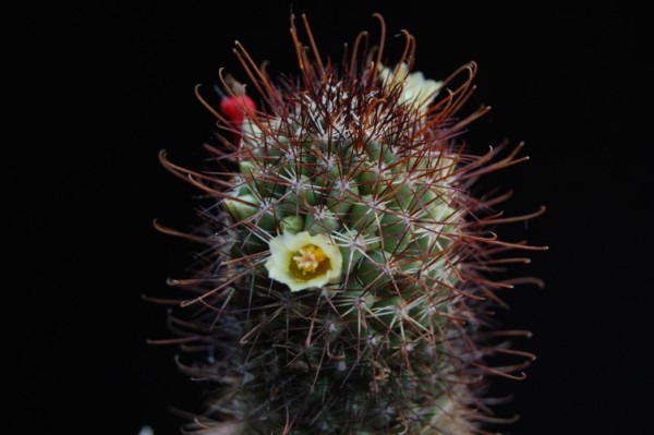 Mammillaria armillata 