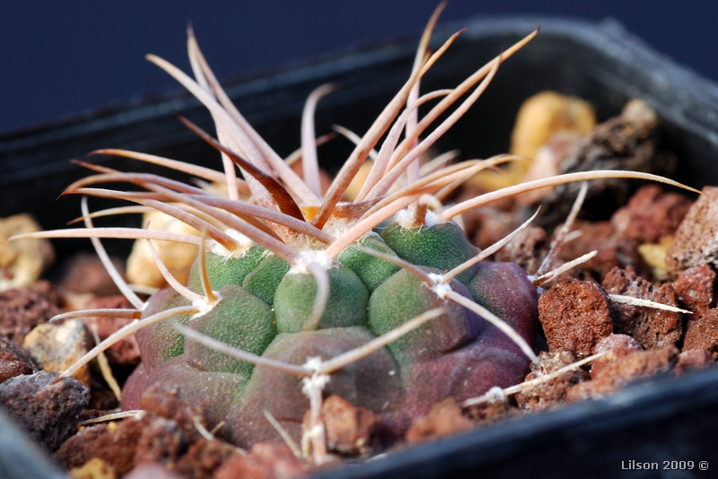 Gymnocalycium guanchinense 