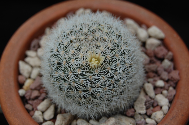 Mammillaria wohlschlageri 