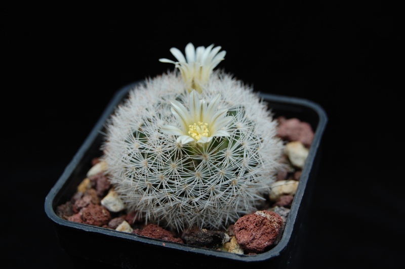 Mammillaria wohlschlageri 