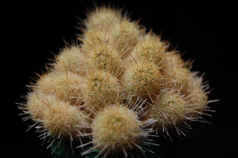 Mammillaria elongata ssp. echinaria Z 93