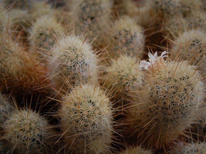 mammillaria elongata ssp. echinaria