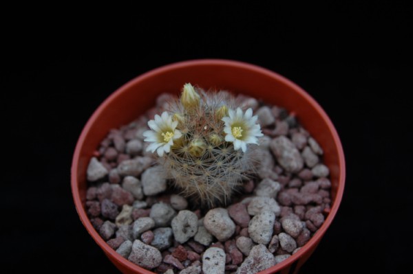 Mammillaria brachytrichion LAU 1337