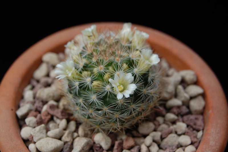 Mammillaria brachytrichion LAU 1337