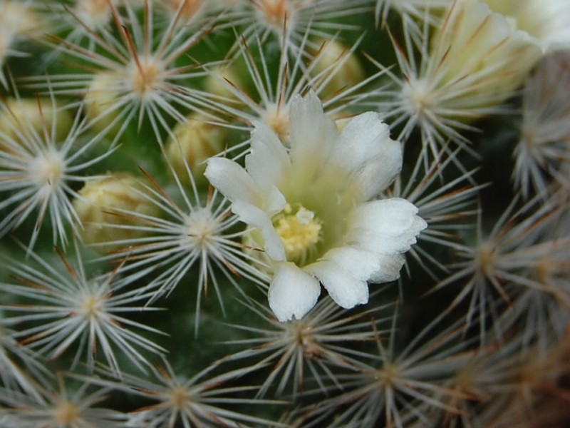 Mammillaria brachytrichion LAU 1337