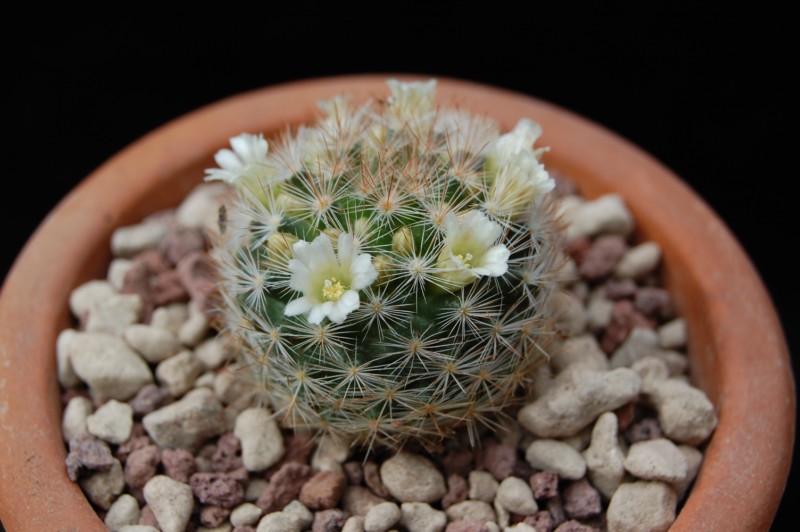 Mammillaria brachytrichion LAU 1337