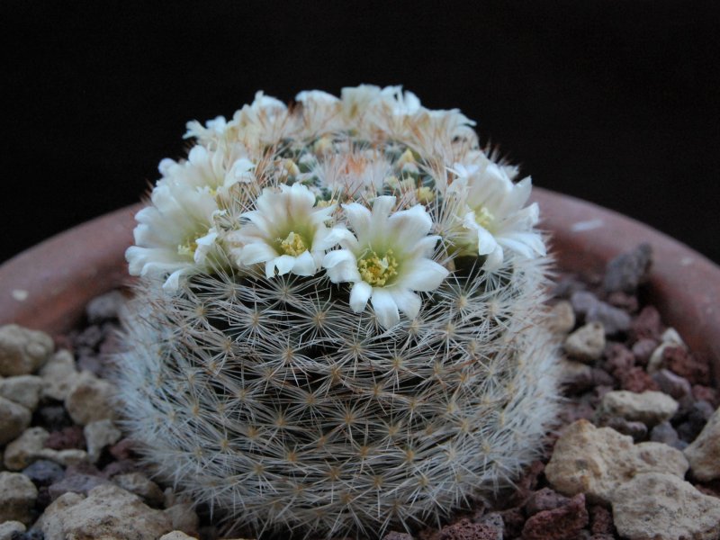 Mammillaria brachytrichion LAU 1337