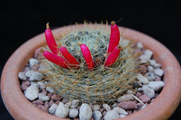 Mammillaria moeller-valdeziana 