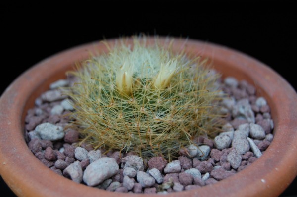 Mammillaria moeller-valdeziana 