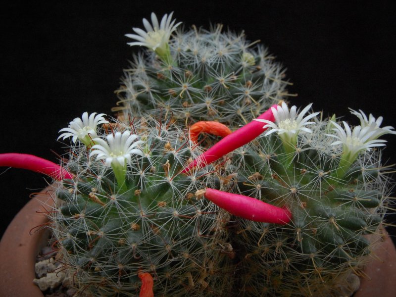 Mammillaria moeller-valdeziana 