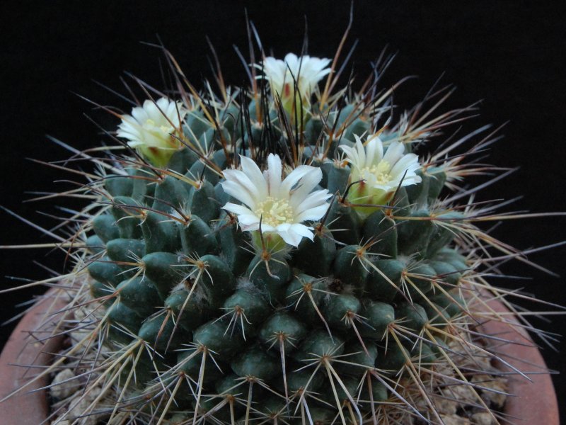 Mammillaria linaresensis 