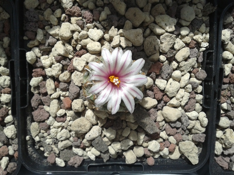 Turbinicarpus schmiedickeanus ssp. andersonii 