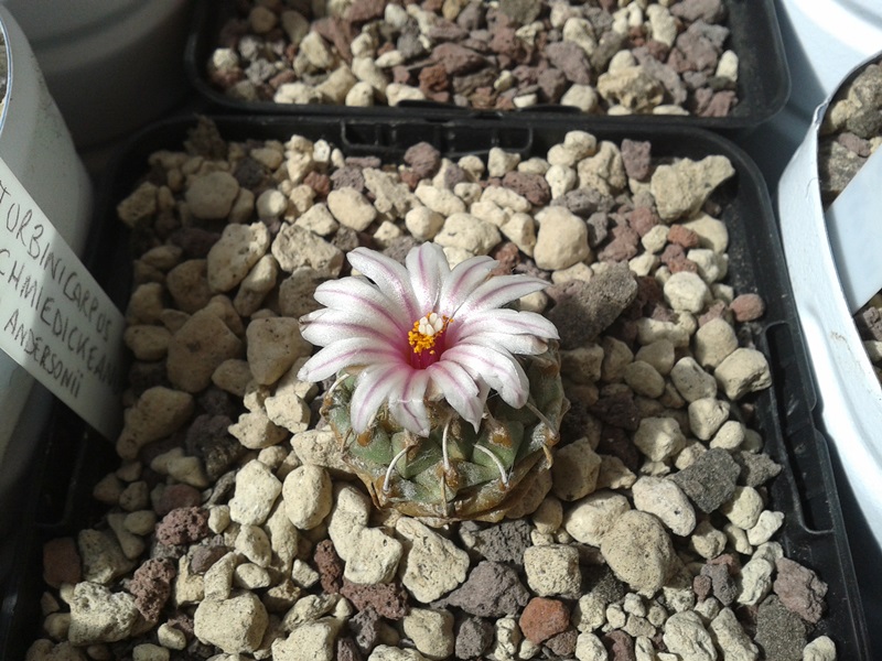 Turbinicarpus schmiedickeanus ssp. andersonii 