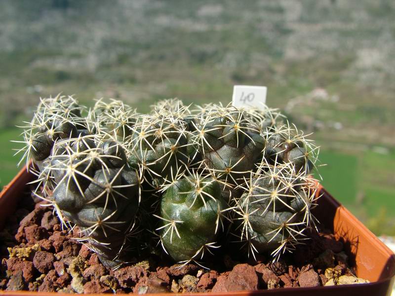 coryphantha calipensis