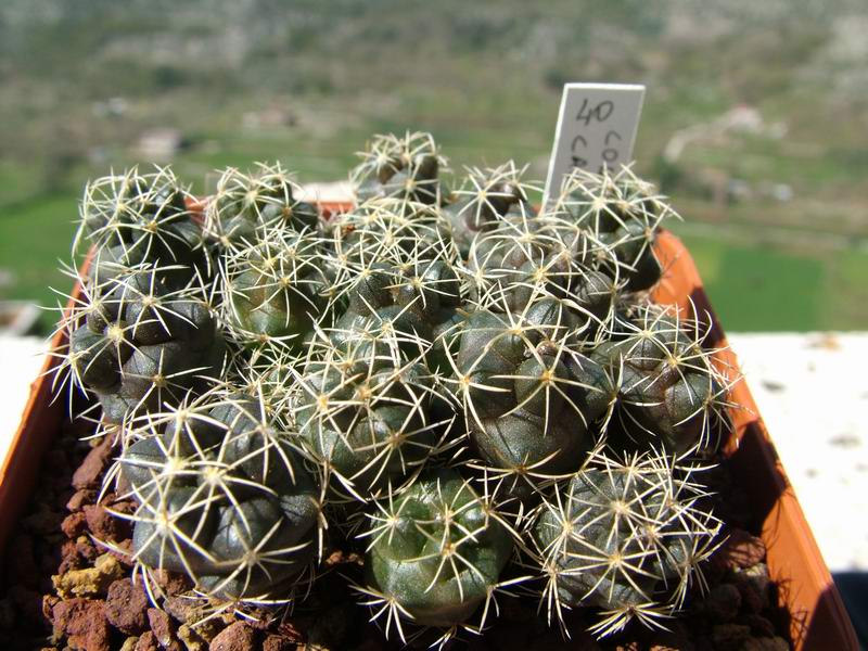 Coryphantha calipensis 