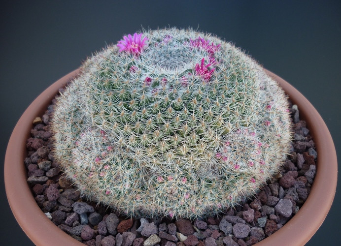 Mammillaria hahniana 