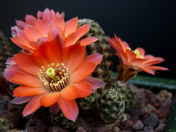 Rebutia pygmaea 