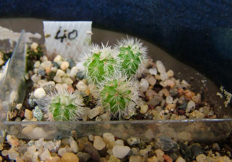 Echinocereus rigidissimus SB 241