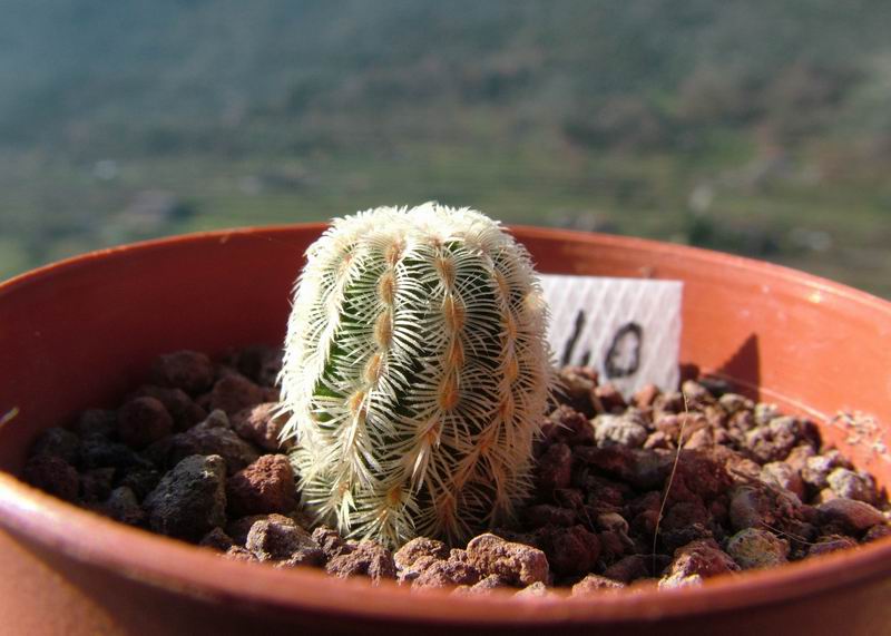 echinocereus rigidissimus