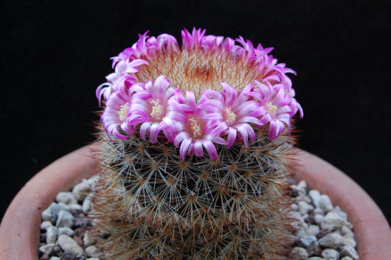 Mammillaria spinosissima ssp. tepoxtlana REP 761