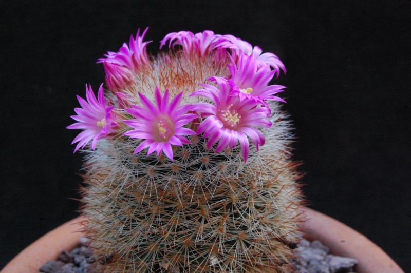 Mammillaria spinosissima ssp. tepoxtlana REP 761