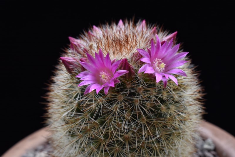 Mammillaria spinosissima ssp. tepoxtlana REP 761