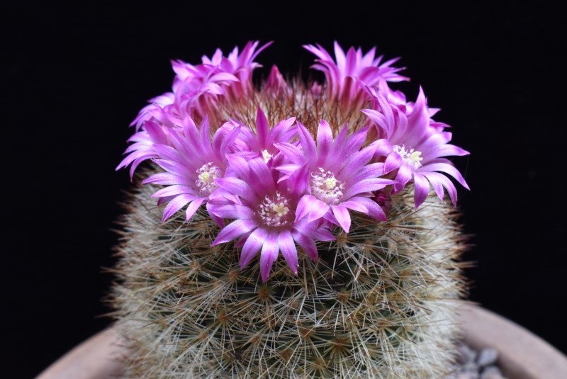 Mammillaria spinosissima ssp. tepoxtlana REP 761