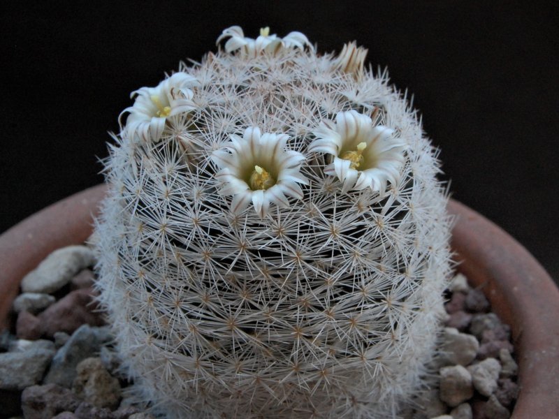 Mammillaria wohlschlageri 