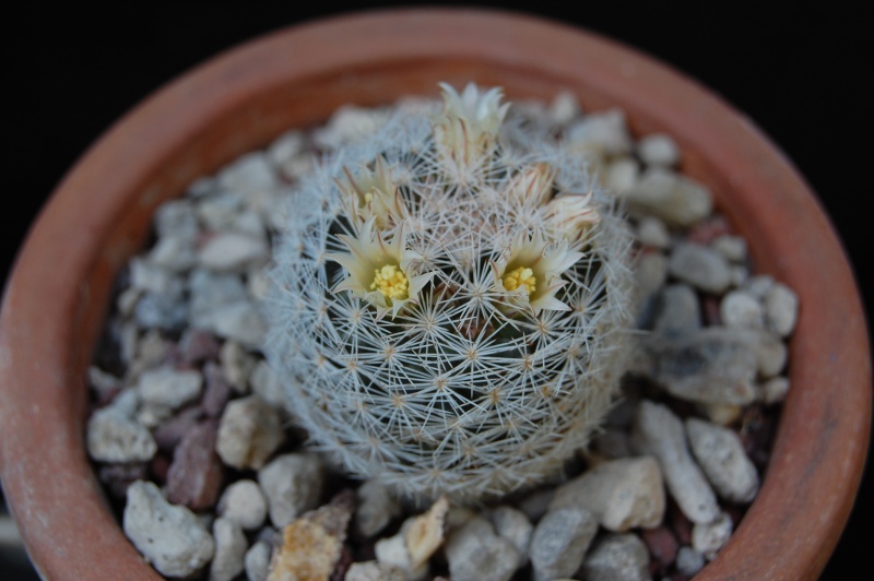 Mammillaria wohlschlageri 