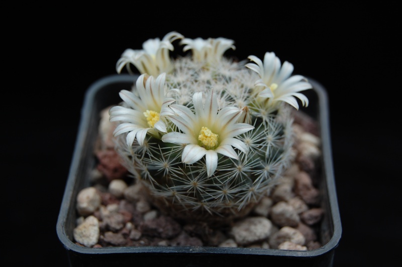 Mammillaria wohlschlageri 