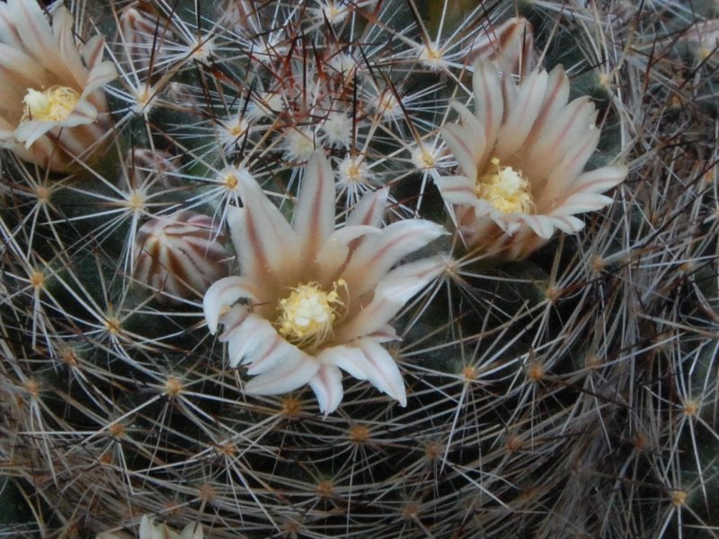 Mammillaria picta BZ 29