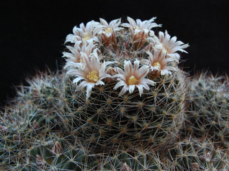 Mammillaria picta BZ 29