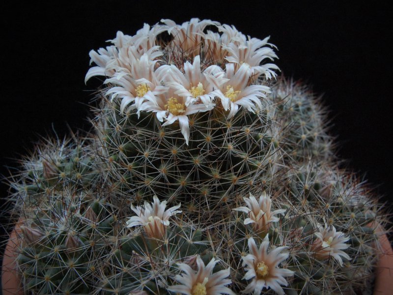 Mammillaria picta BZ 29