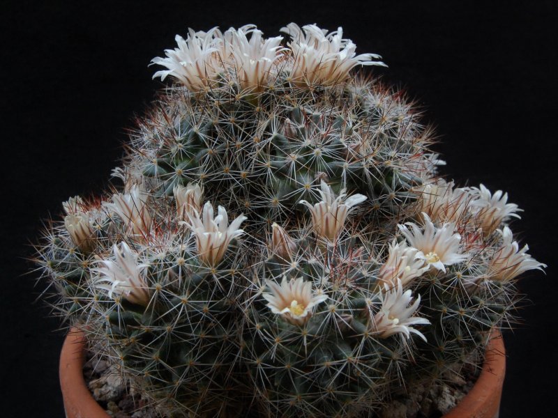 Mammillaria picta BZ 29