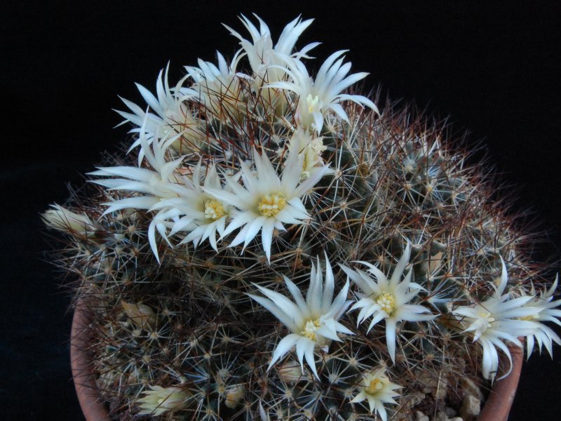 Mammillaria picta SB 284