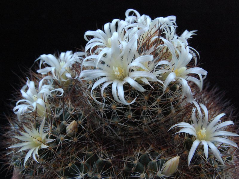 Mammillaria picta SB 284