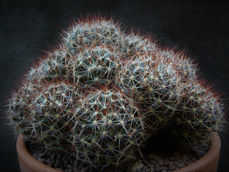 Mammillaria picta SB 284