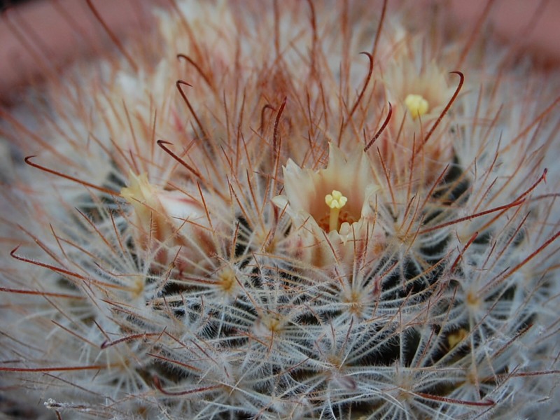 Mammillaria pennispinosa 