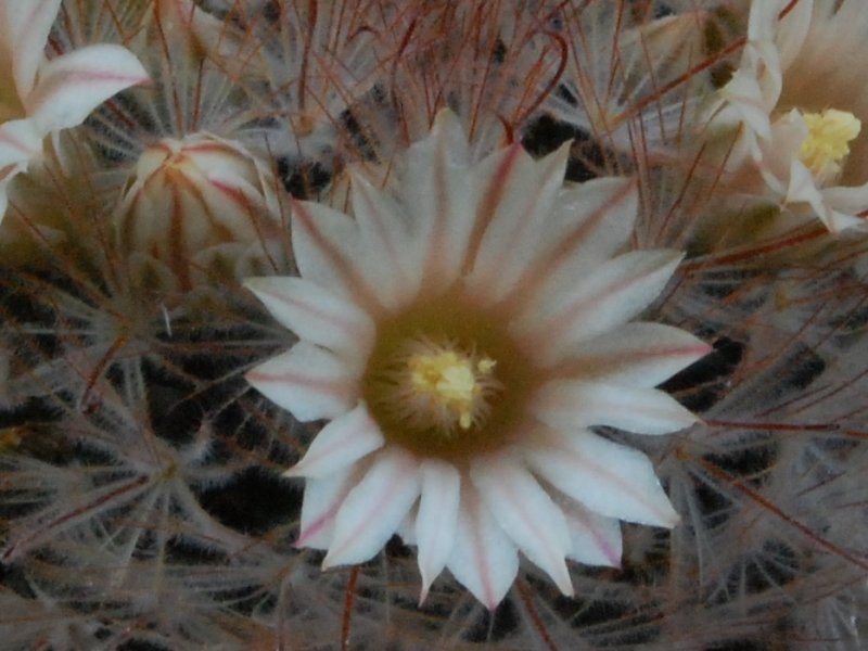 Mammillaria pennispinosa 