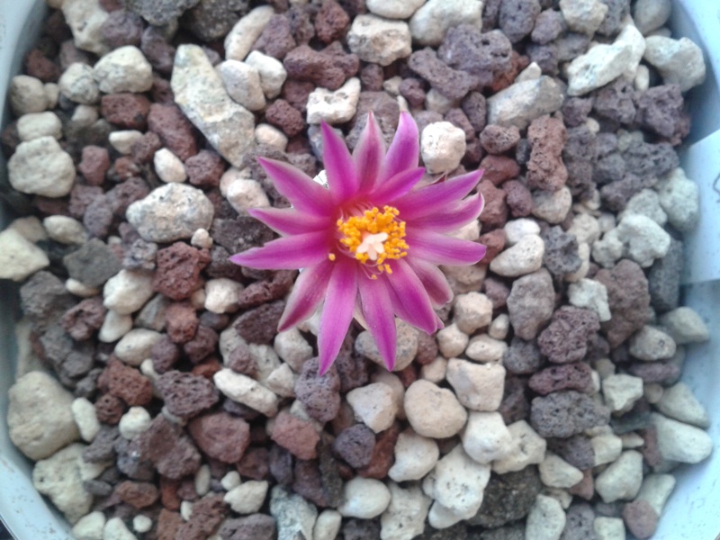 Turbinicarpus pseudopectinatus 