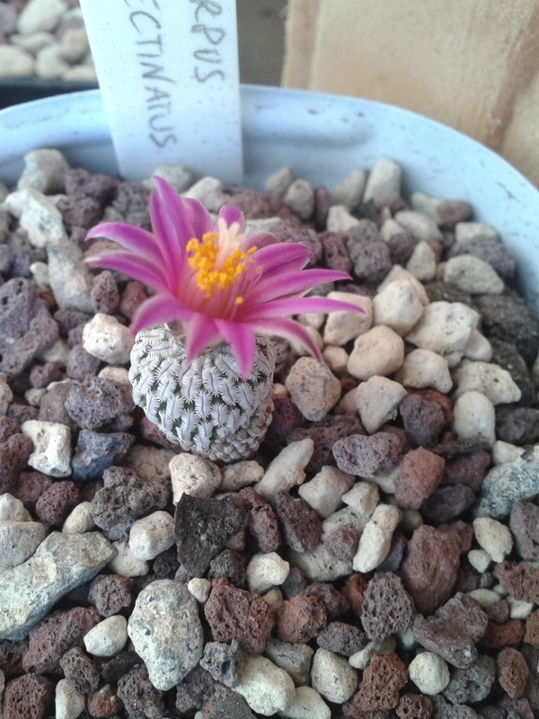 Turbinicarpus pseudopectinatus 