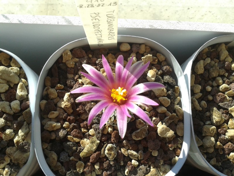 Turbinicarpus pseudopectinatus 