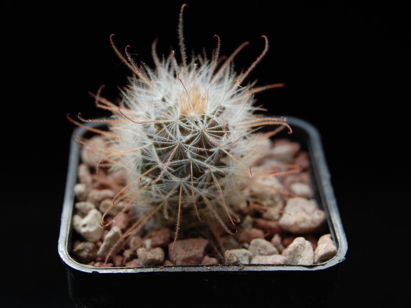 Mammillaria pennispinosa 